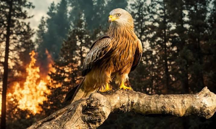 Burung pemangsa helang bertengger di dahan dengan latar belakang kebakaran hutan savana