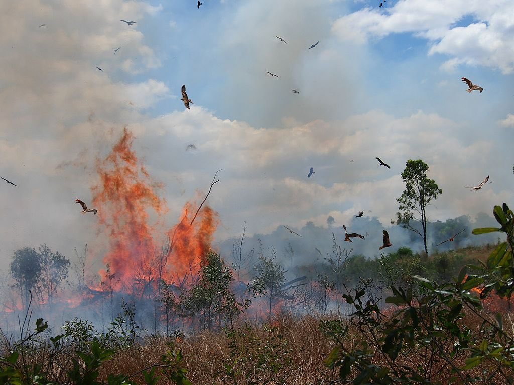 Dozens burung pemangsa berlegar di ruang udara kebakaran semak samun belukar Australia