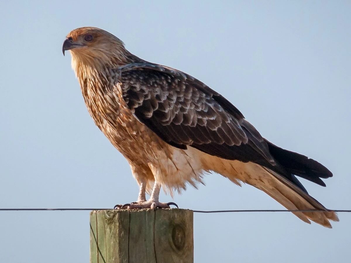 Spesies Whistling Kite (Haliastur sphenurus) di atas tiang pagar
