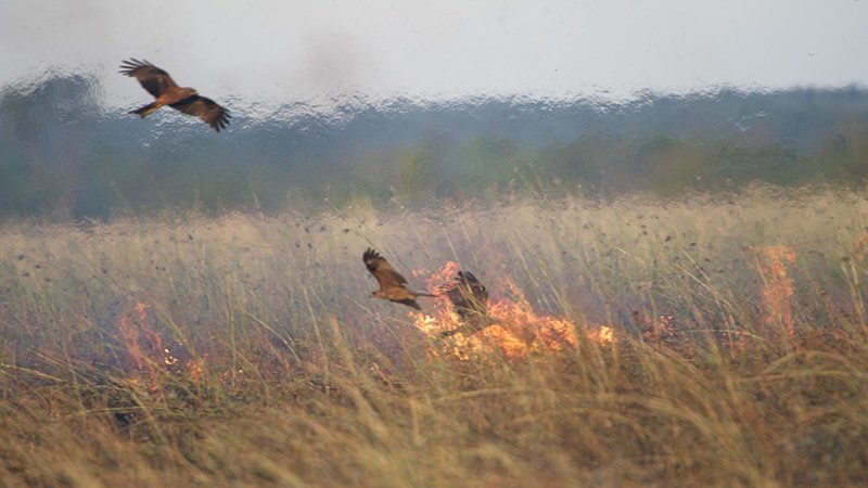 Kumpulan burung pemangsa berterbangan rendah di atas api rumput kering yang sedang marak