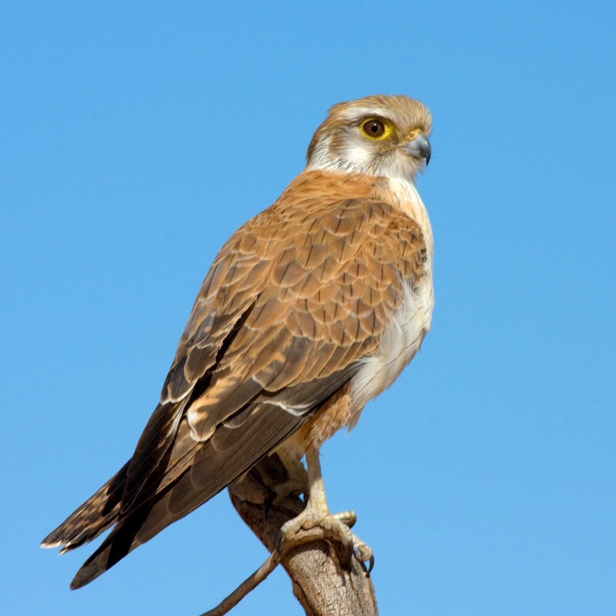 Spesies Brown Falcon (Falco berigora) di bawah langit biru