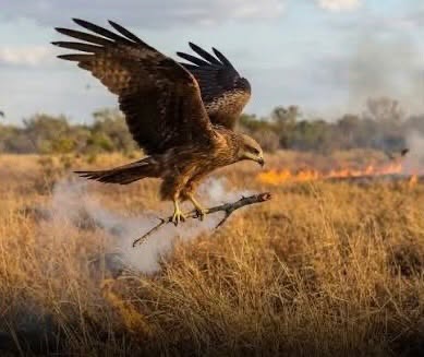 Burung helang mencengkam ranting berasap dan berapi di udara di atas padang rumput
