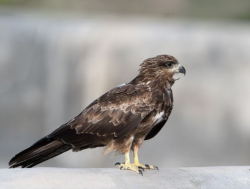 Spesies Black Kite (Milvus migrans) bertengger di atas benteng