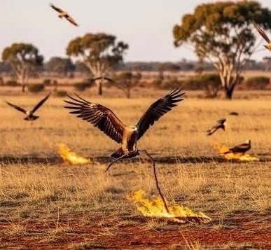 Burung helang menjatuhkan ranting bernyala di sempadan rumput kering