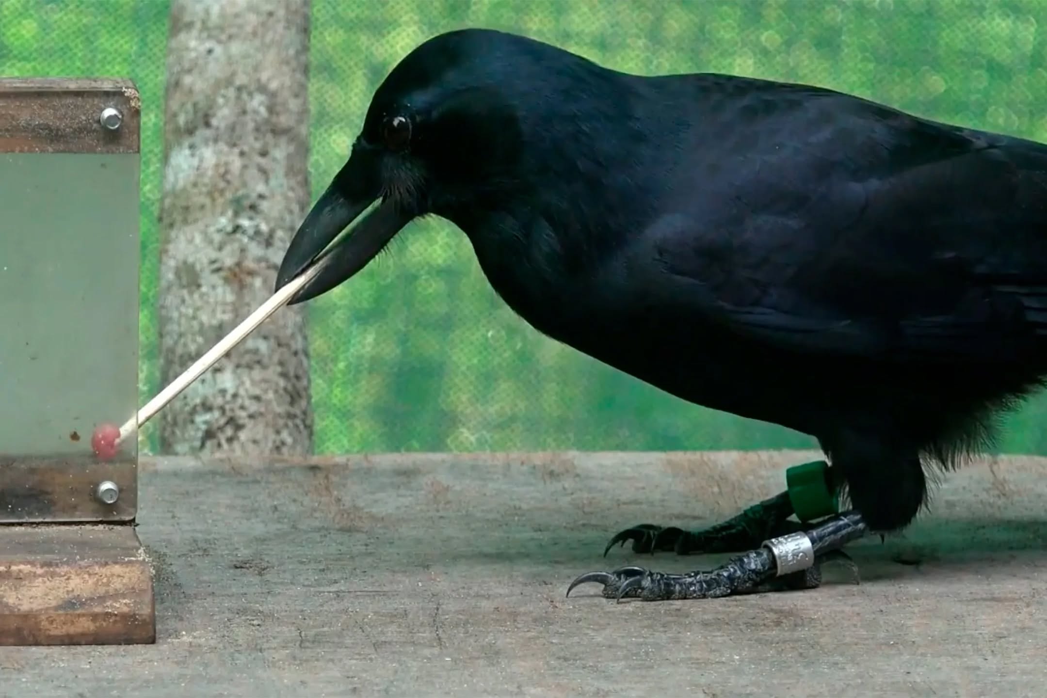Burung gagak New Caledonia menggunakan ranting kayu halus sebagai alat mencungkil makanan