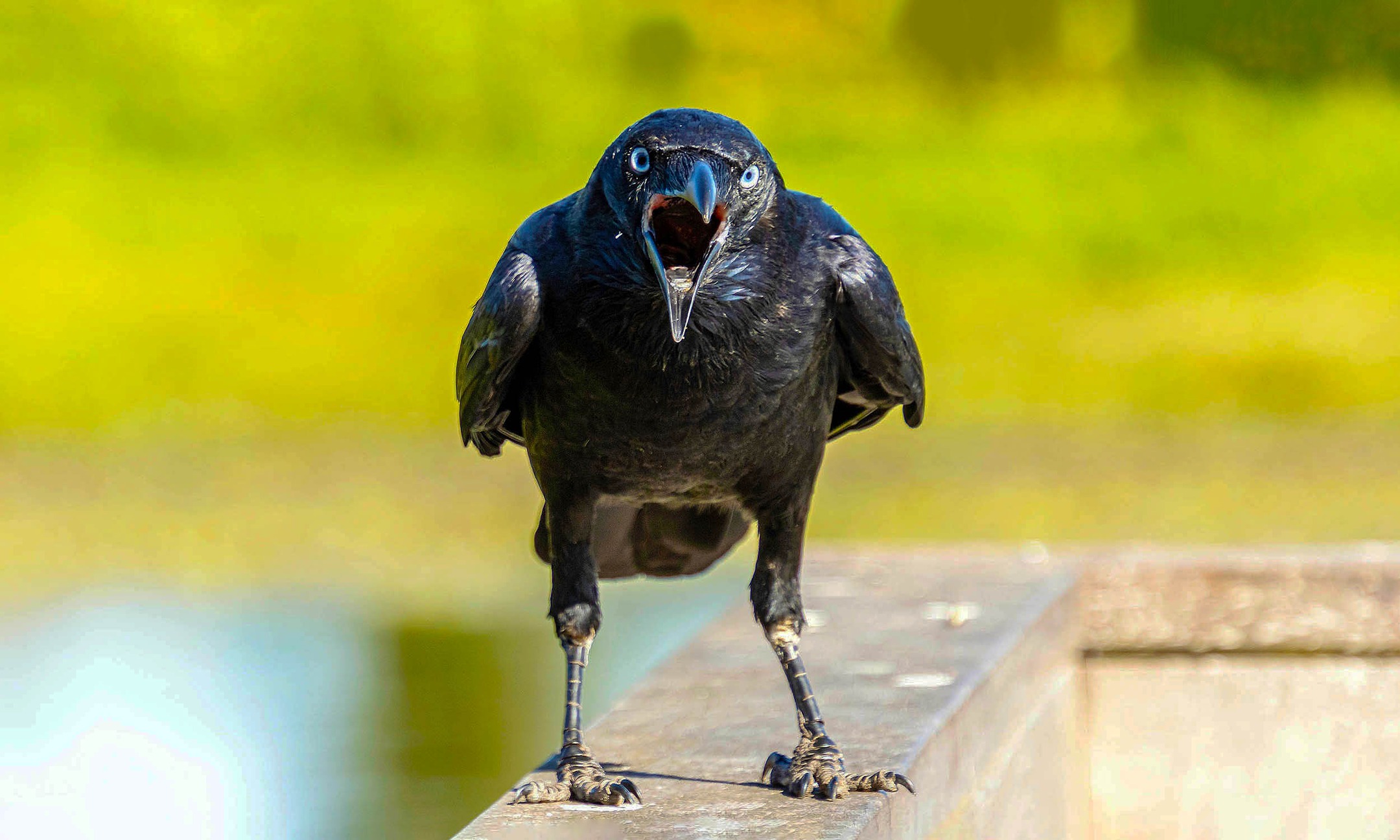 Burung gagak berteriak dengan paruh terbuka luas memberi isyarat amaran kepada koloninya