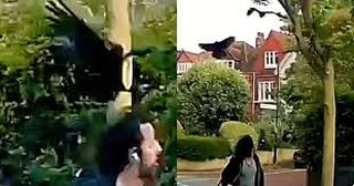 Rakaman kamera keselamatan memaparkan burung gagak menjunam menyerang orang awam di kawasan perumahan