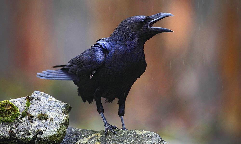 Seekor burung gagak bertengger di atas batu berlumut dengan paruh terbuka
