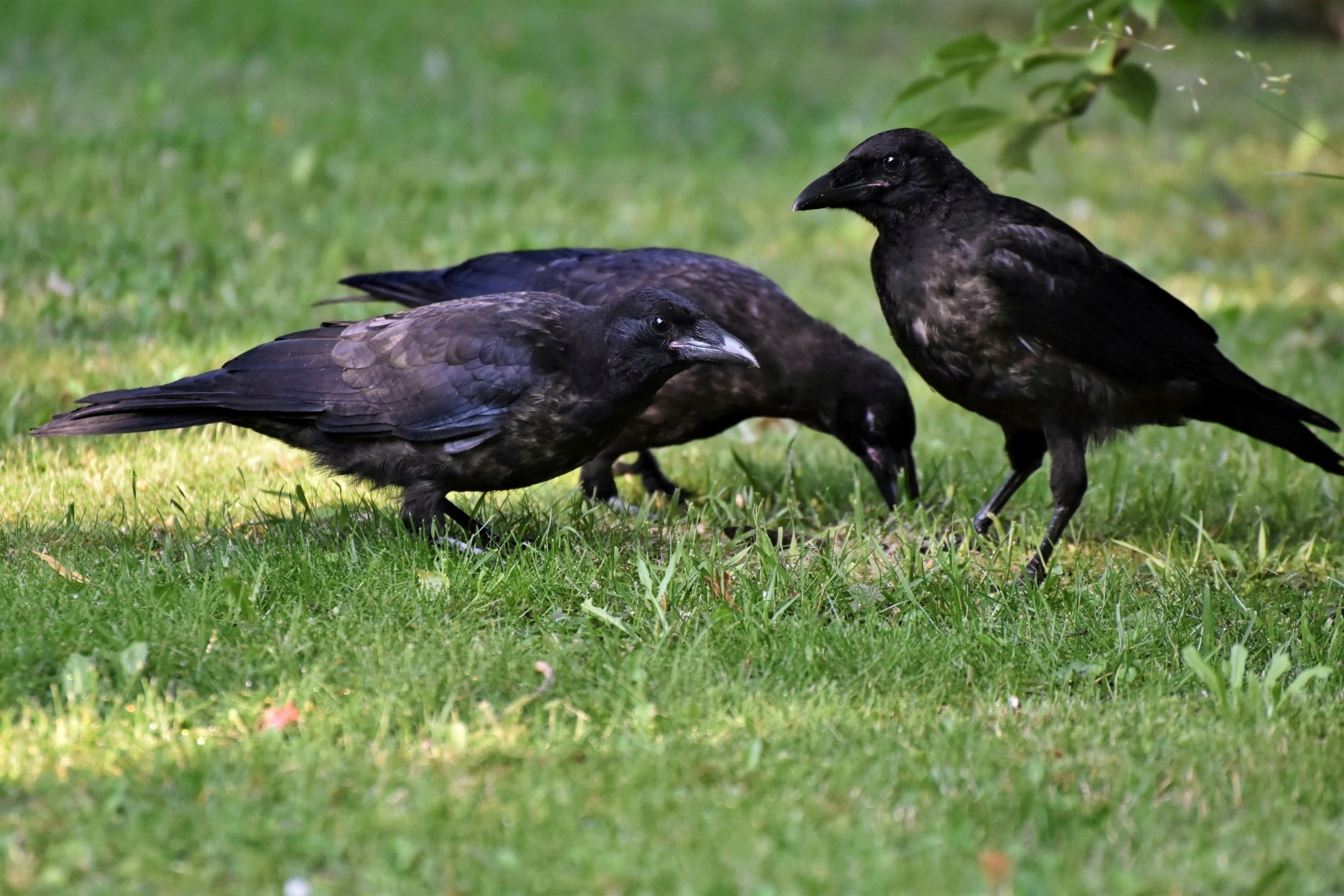 Dua ekor burung gagak sedang mencari makan di padang rumput