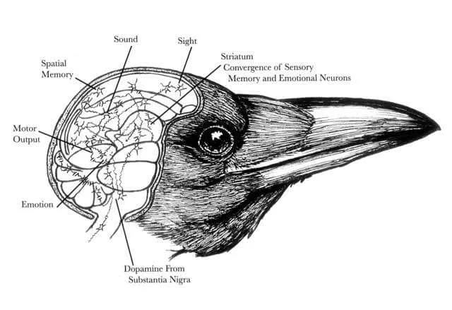 Rajah neurobiologi otak burung gagak menunjukkan pemprosesan memori visual dan emosi di kawasan striatum