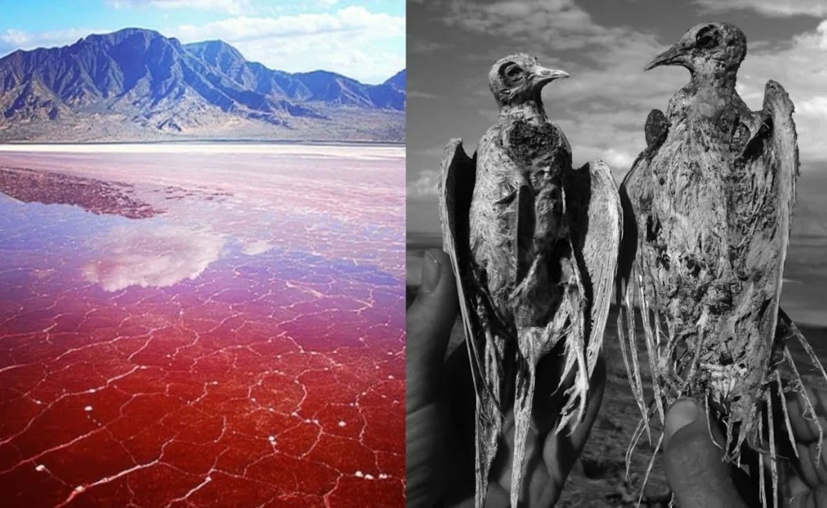 Perbandingan kerak garam merah Lake Natron dan dua spesimen burung yang membatu