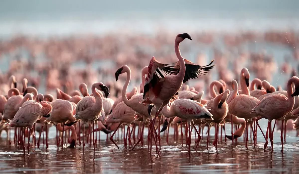 Jutaan burung flamingo kerdil berhimpun di permukaan Lake Natron