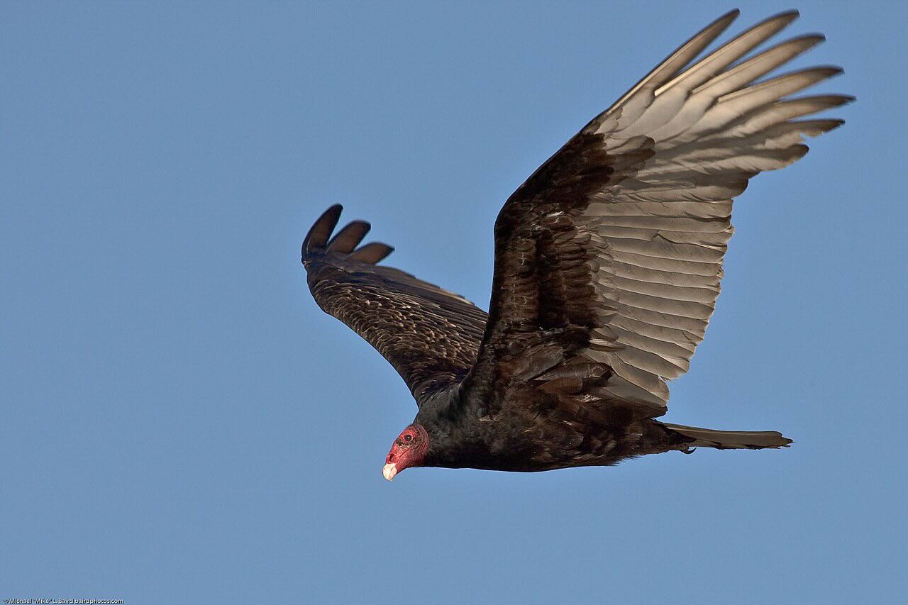Burung hering Turkey Vulture terbang melayang di langit cerah