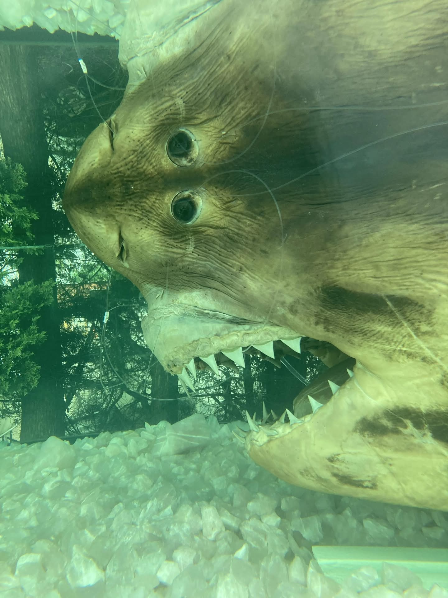 Pandangan dekat bahagian muka dan barisan gigi bergerigi Rosie the Shark