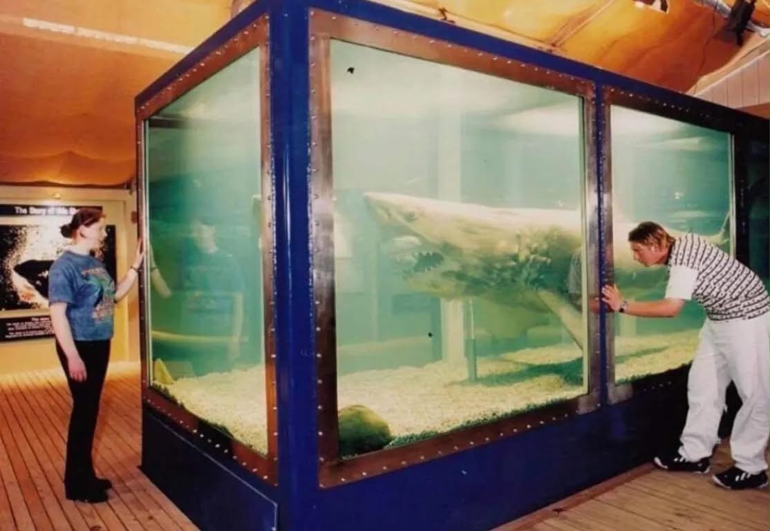 Pelawat mendekati tangki Rosie di Crystal World Devon Meadows
