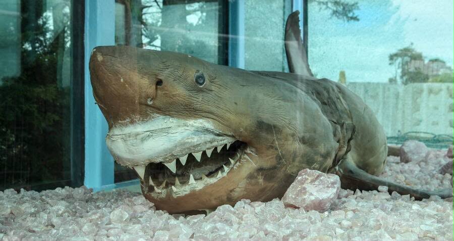 Rosie the Shark yang telah pulih sepenuhnya dipamerkan di atas kristal kuarza merah jambu