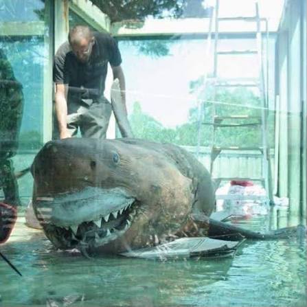 Perincian sirip dorsal dan tekstur kulit jerung putih yang diawet