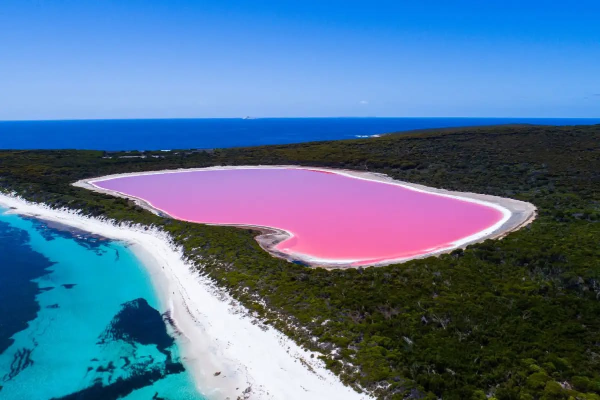 Pemandangan udara Lake Hillier dikelilingi pasir putih dan pokok hijau