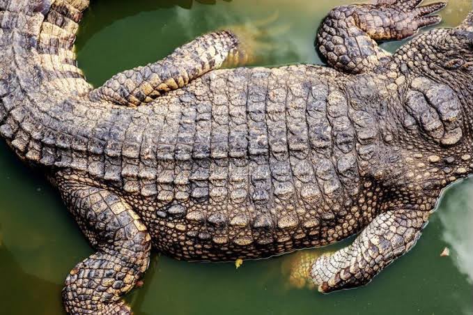 Pemandangan dekat sisik osteoderm tebal pada belakang badan buaya alligator