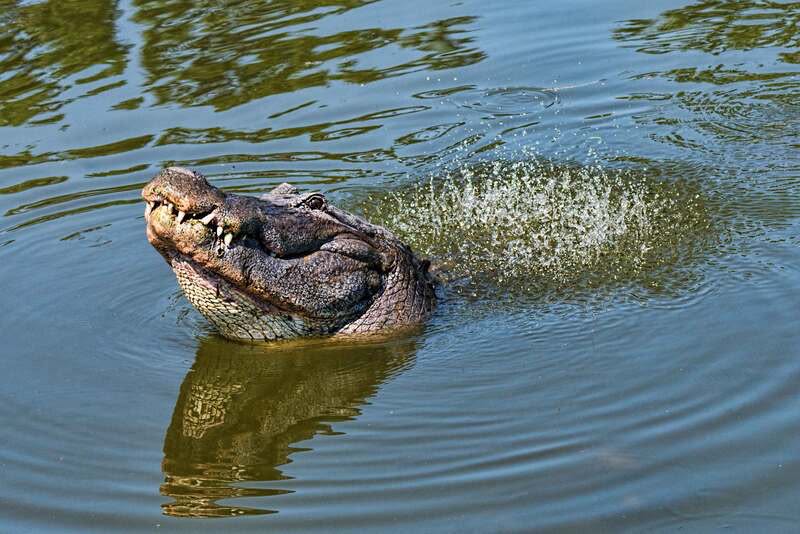 Misteri Water Dance: Tarian Air & Infrasound Alligator Demi Pikat Pasangan