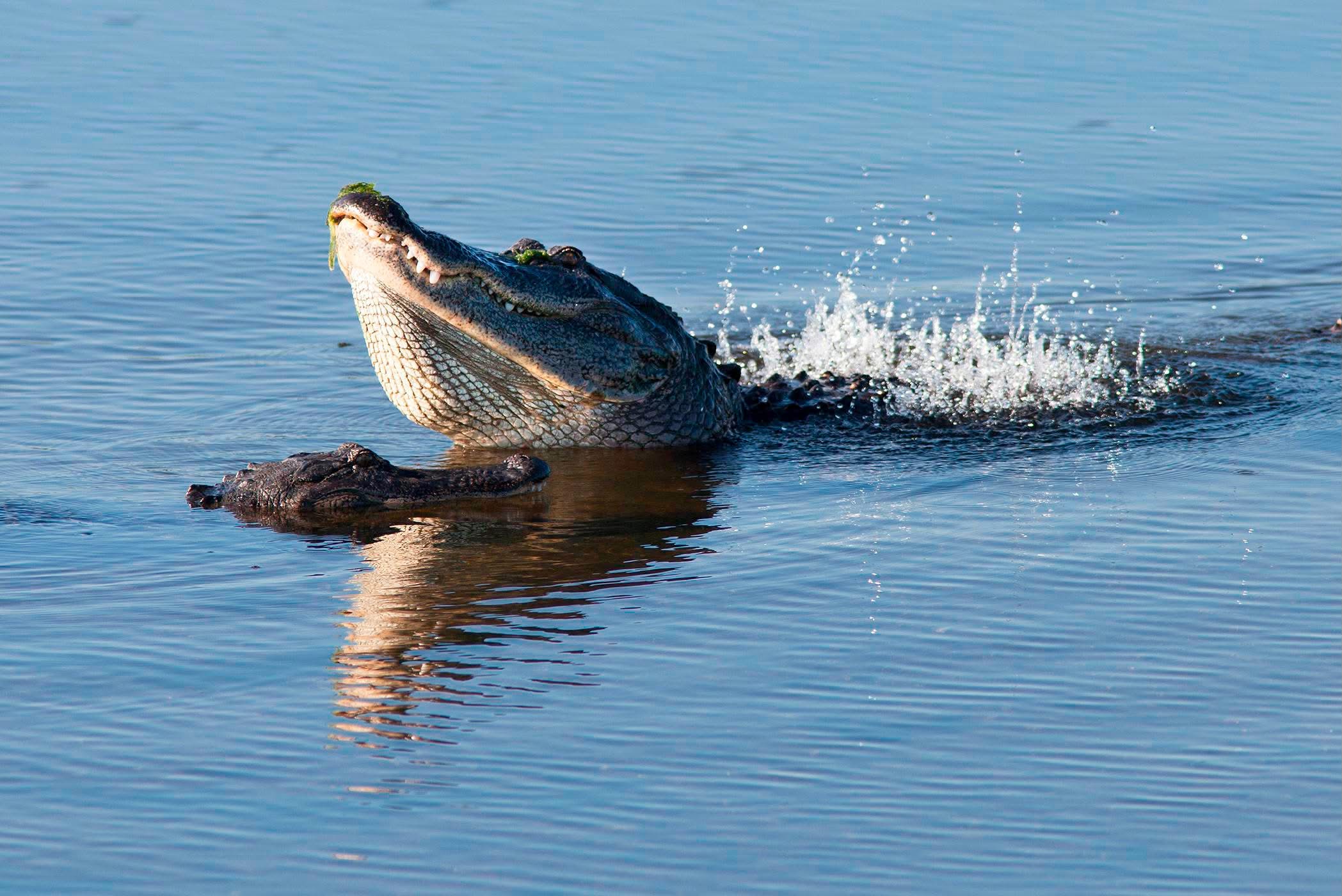 Alligator betina mendekati alligator jantan yang sedang melakukan tarian air pancut